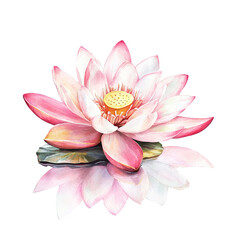 Pink lotus flower, detailed illustration