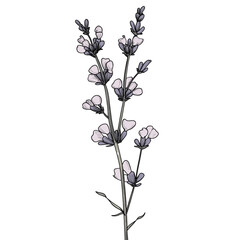 lilac branch isolated on white