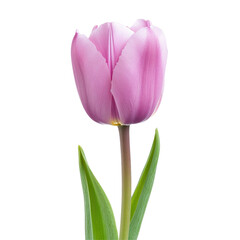 Naklejka premium Delicate single pink tulip