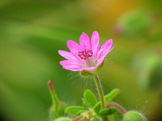 Natura