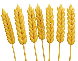 Golden wheat stalks, ripe and ready for harvest