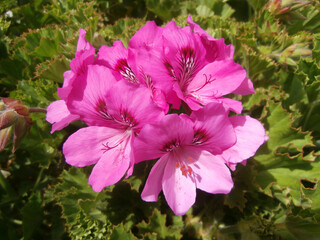 Natura