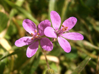 Natura