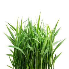 Fototapeta premium Fresh green grass close up shot on white background on transparent background