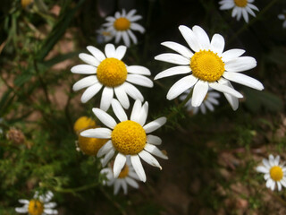 Natura