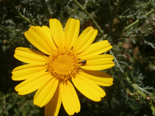 Natura