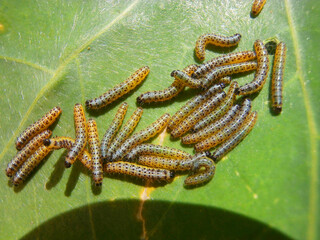 Natura