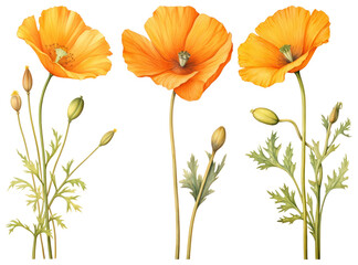 Fototapeta premium PNG Vibrant orange poppy illustration, element set on transparent background