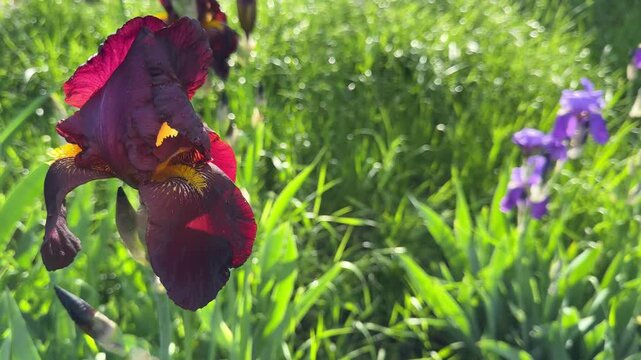 Iris germanica red beautiful flower.