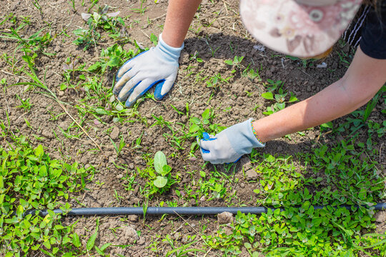 A woman in gloves weeds zucchini, pumpkin and melon plants growing in beds with drip irrigation. Weed control, weeding seedlings