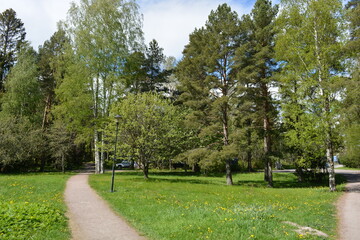 Recreation, landscape design with a large green meadow, meadow with yellow dandelions, large deciduous green park trees, green firs and spruces. Bright nature is in Hyljelahti area, Espoo, Finland.