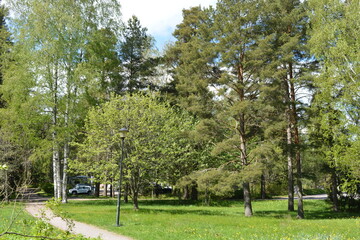 Recreation, landscape design with a large green meadow, meadow with yellow dandelions, large deciduous green park trees, green firs and spruces. Bright nature is in Hyljelahti area, Espoo, Finland.