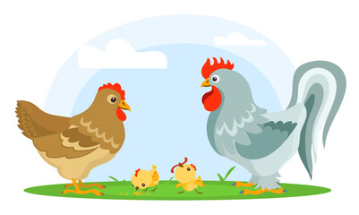 Chicken family. Rooster with hen and chicks grazing on yard meadow. Poultry farm. Domestic animals. Agriculture birds nest. Avian parents with kids. Countryside henhouse. Vector concept