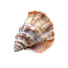 Fototapeta premium Detailed seashell close-up (1)