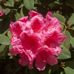 Fleur de rhododendron sur un fond de feuillage