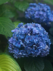 Hydrangea is a shrub plant with dense nearly spherical flowers that can be pink, light blue, or white. It blooms from June to August and is an ornamental flower.
