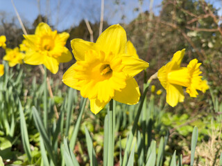 Daffodil sunny day blurry background