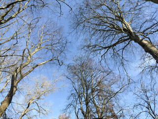 Light and shadows on bare tall trees calm light blue sky 