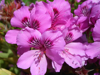 Natura