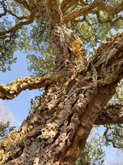 Quercus Suber. Cork Oak tree. 