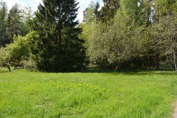 Recreation, landscape design with a large green meadow, meadow with yellow dandelions, large deciduous green park trees, green firs and spruces. Bright nature is in Hyljelahti area, Espoo, Finland.