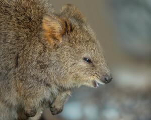 Funny face of a laughing Quokka