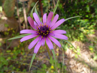Natura