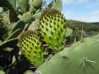 Natura