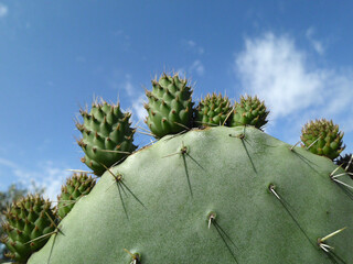 Natura
