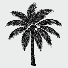 A palm tree is drawn in black and white