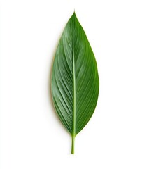 Green leaf showcasing its intricate vein patterns on white background