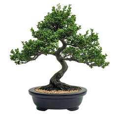 Mature bonsai tree in a dark pot. Lush foliage and gnarled trunk