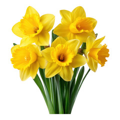 Spring awakening bright daffodils and floral beauty in nature photography, isolated on transparent background