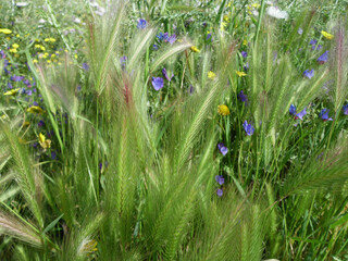 Natura