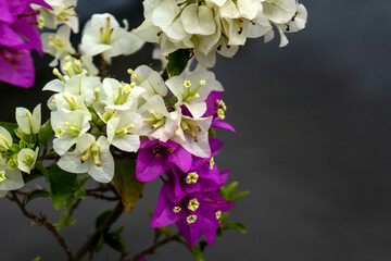 Obraz premium Bougainvillea flowers in white and purple bloom gracefully on a branch with green leaves, set against a soft gray background. Ideal for nature, floral, and tropical themes.