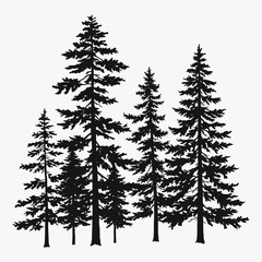 Hand drawing a tree pine silhouette vector