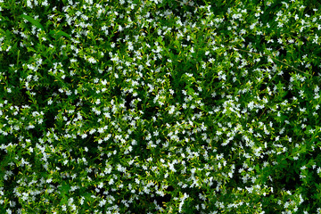 A dense patch of blooming white cuphea flowers covering lush green foliage, creating a fresh, vibrant natural texture ideal for backgrounds and nature-themed visuals.