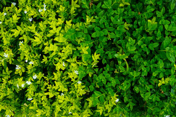Top view of lush foliage with a striking gradient from bright yellow-green to deep green leaves, accented with tiny white flowers, ideal for nature backgrounds or eco-themed visuals.