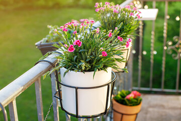 flowers on the balcony. care of flowers at home hobby