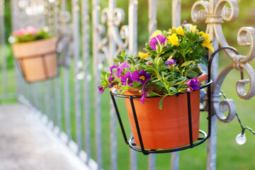 flowers in pots on the balcony. balcony with flowers