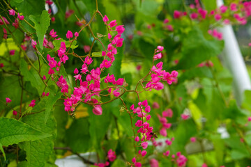 Bright pink coral vine flowers bloom vibrantly among lush green leaves, creating a vivid contrast in a tropical garden setting with a visiting honeybee.
