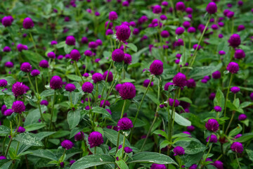 A vibrant close-up of blooming purple globe amaranth (Gomphrena globosa) flowers in a garden, featuring vivid colors and a shallow depth of field for a dreamy effect.