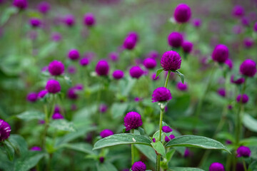 Obraz premium A vibrant close-up of blooming purple globe amaranth (Gomphrena globosa) flowers in a garden, featuring vivid colors and a shallow depth of field for a dreamy effect.
