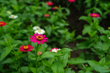 A bright magenta zinnia flower in full bloom stands out against a blurred background of green leaves and other colorful zinnias, capturing the beauty of nature in vibrant detail.