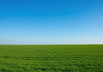 Vibrant Green Field Under a Clear Blue Sky A Serene Landscape