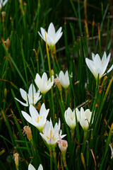 Fototapeta premium Close-up of blooming white Rain Lily flowers, Zephyranthes candida with fresh green grass-like leaves in a garden, captured in natural light with a soft background blur.