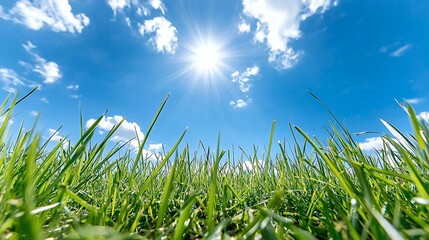 Fototapeta premium Green Grass Against Bright Sun and Blue Sky