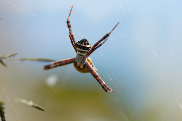 Argiope anasuja spider on the web