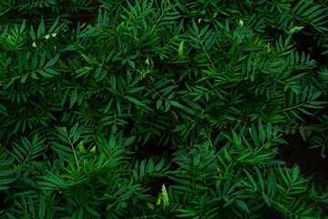 Top view of dense marigold leaves with sharp, serrated edges in rich green tones. Ideal for background texture, natural design elements, or eco-themed visual content.
