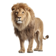 Obraz premium Majestic lion standing confidently with a lush, vibrant background showcasing its regal stature